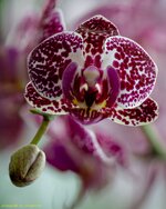 Orchidee!.jpg