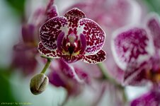 Orchidee 2!.jpg