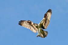 IMG_9143.jpeg