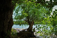 Rhein_Auen_DSC02567_DxO_jiw.jpg