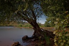 Rhein_Auen_DSC02572_DxO_jiw.jpg