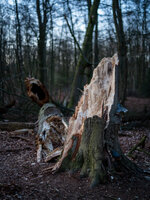baum.jpg