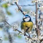 Blaumeise Kirschblüten 1zu1.jpg