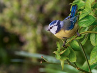 Blaumeise-001.jpg