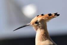 comp_DSC_1567_00061.jpg