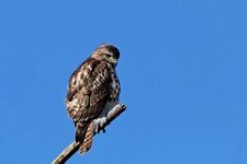 IMG_8262.jpeg