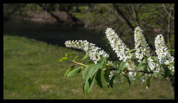 Frühling-Wupper.jpg