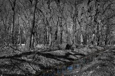 comp1_P1114238-B1sw.jpg