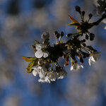 Kirschblüte.jpg