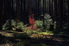 Odenwald_IMG_3699_DxO_jiw.jpg