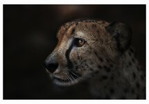 Gepard in the dark3.jpg
