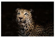 Leopard in the dark1.jpg