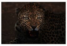Leopard in the dark2.jpg