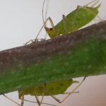 Macro_20-03-14_060-1.jpg