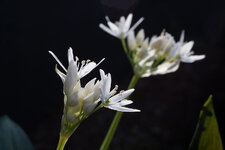 Bärlauch-Blüte.jpg