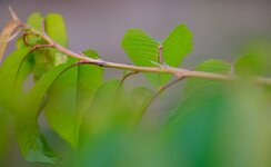 Blatt Viltrox 1.8.jpg