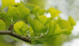 gingko 2.jpg