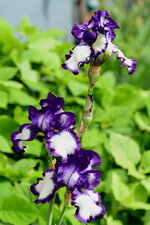 DSC_54121.JPG