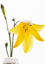Blüte-Lilie.jpg