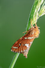 Heidekraut-Wurzelbohrer_2020-05-26-DSLR.jpg