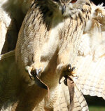 IMG_ze7998_crop.jpg