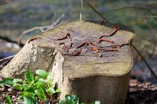 IMG_0582.jpg