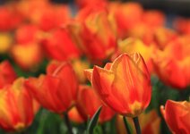 IMG_5817.JPG