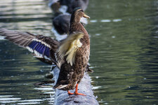 P1000172-Bearbeitet.jpg