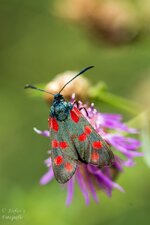 comp_DSC_2321-WidderchenPS.jpg