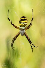 comp_DSC_2346-WespenspinnePS.jpg comp_DSC_2346-WespenspinnePS.jpg