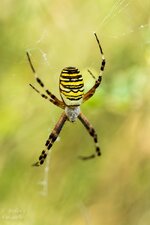 comp_DSC_2347-WespenspinnePS.jpg comp_DSC_2347-WespenspinnePS.jpg