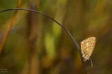 comp_DSC_2275-BläulingPS.jpg