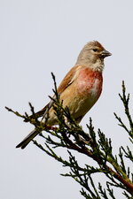 DSC_55152.JPG