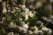EOSR1047_Apfelblüten.JPG