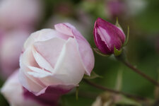 IMG_0948a.jpg