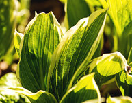 hosta 4.jpg