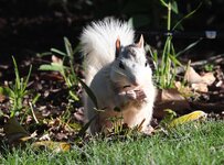 White Squirrel.jpg