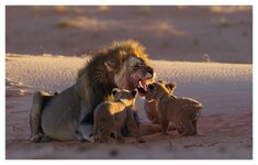 Lion Family8.jpg