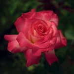 Rosenblüte-rosa.jpg