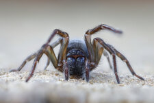 FinsterSpinne.jpg