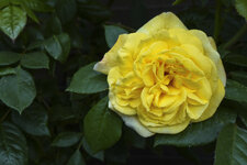 Rose-00092200522.jpg