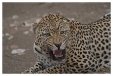 Leopard ORG1.jpg