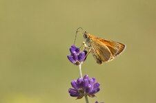 IMG_2559 Dickkopffalter.jpg