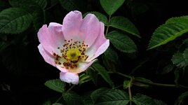 comp_DSC00341.jpg