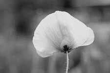 mohn 2 sw.jpg