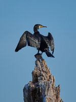 Cormoran De Wittsee_S852140_2804_00.jpg