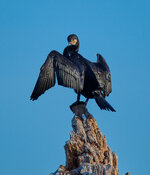 Cormoran De Wittsee_S852142_3006_01.jpg