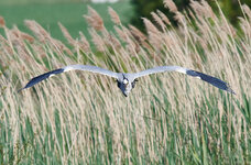 Graureiher im Anflug_S852173_5701_09.jpg