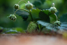 DSCF1622-2.jpg