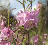 blumen&blueten_sK.jpg